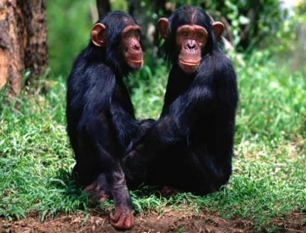 Шимпанзетата имат чувство за справедливост