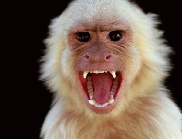 Иран ще изстреля маймуна в Космоса за годишнината от Ислямската революция