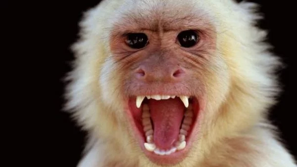 Иран ще изстреля маймуна в Космоса за годишнината от Ислямската революция