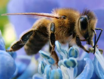 ЕС може да забрани няколко вида инсектициди, опасни за пчелите