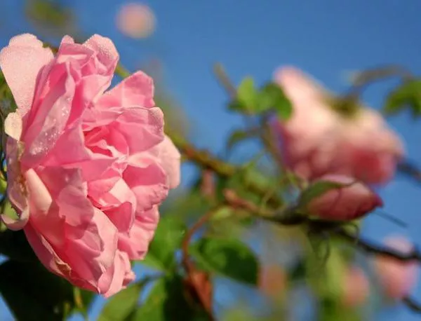 България ще защитава производителите на лавандула и рози 