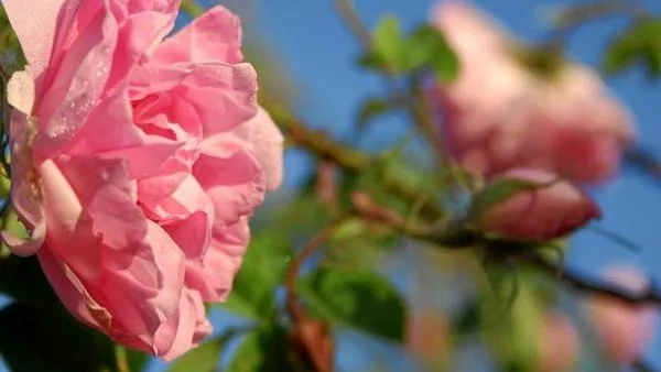 България ще защитава производителите на лавандула и рози 