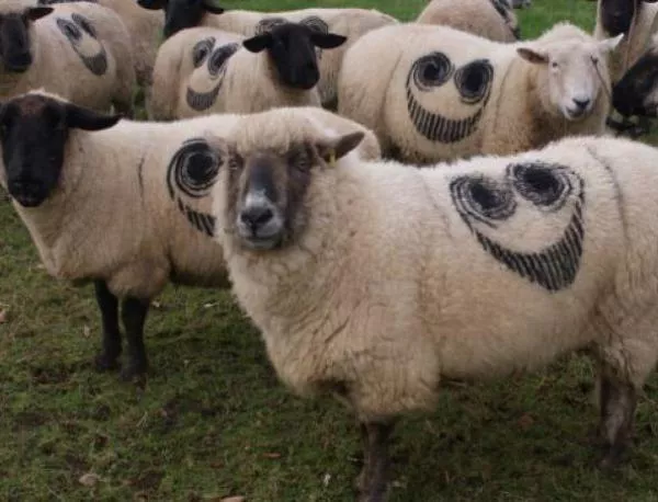 Тайнствени усмивки се появяват върху овце из цяла Великобритания