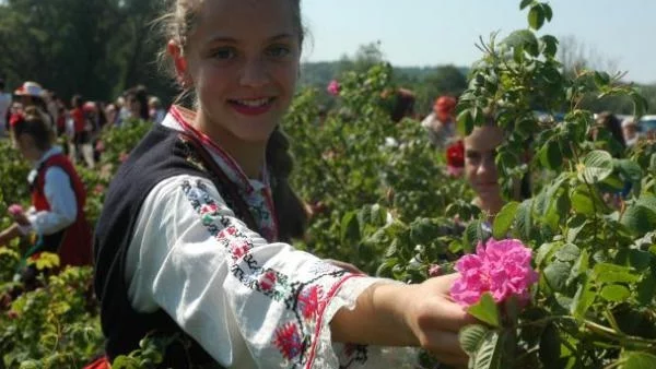 Наш евродепутат смята, че ЕК няма да забрани розовото масло