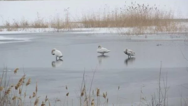 Пойни лебеди се заселиха на водно огледало край Русе
