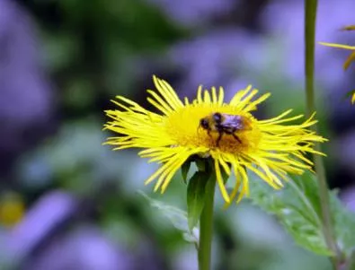 ЕК смята да предложи забрана на пестициди, които убиват пчелите