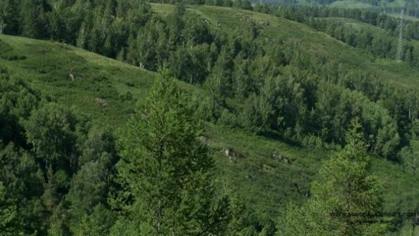 Общини фалират заради гори 