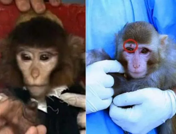 Подозират измама с иранската маймуна в Космоса