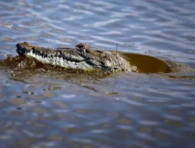 Крокодили нападат Австралия