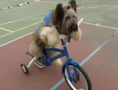 Куче, научило се да кара колело, стана ТВ звезда в САЩ