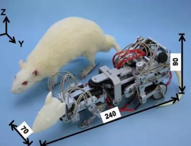 Разработиха робот-плъх, който предизвиква депресия при живи гризачи