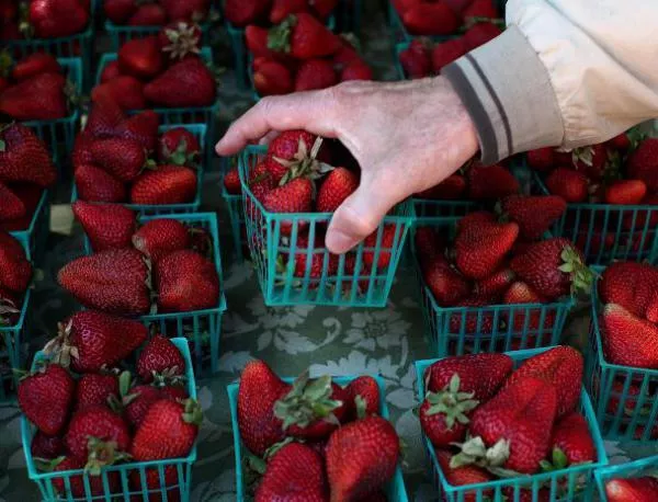 Британските фермери в шок - ще намалеят българите, които берат ягоди