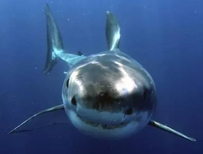 Учените са обезпокоени от изчезването на акулите