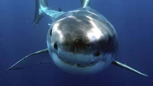 Учените са обезпокоени от изчезването на акулите