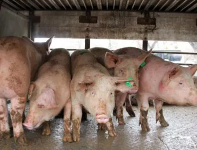 Родното свинско намалява заради скъпия фураж
