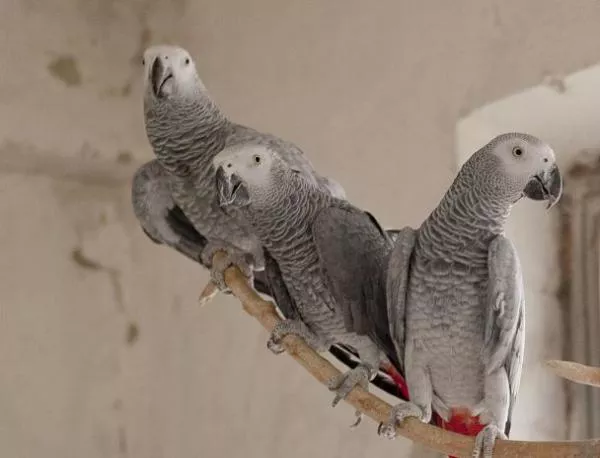 32 африкански папагала ще се завърнат в Уганда след тригодишен плен