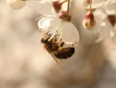 Пчелната отрова спира разпространението на ХИВ