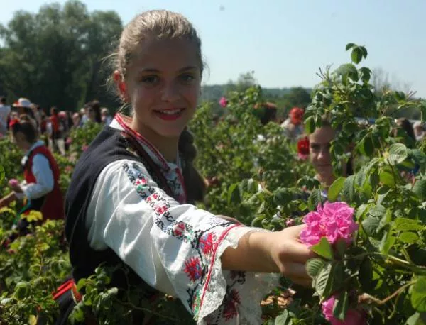 В Казанлък представят нов хибрид маслодайна роза