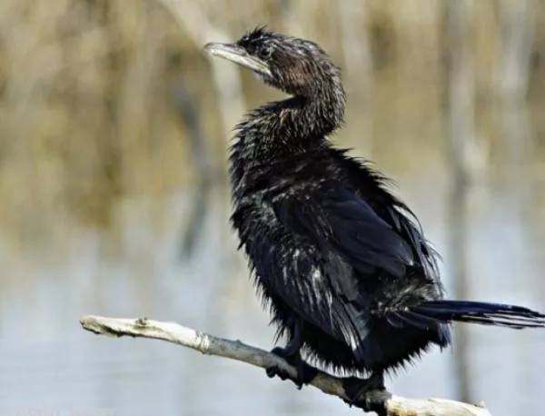 Над 50 птици от уязвимия вид качулат корморан са забелязани в района на Созопол
