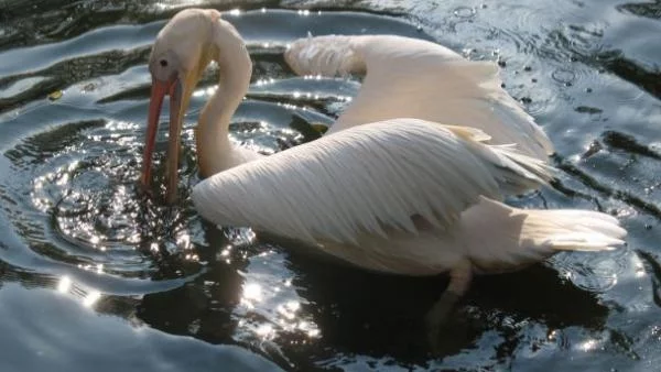 В Перу откриха пеликан, висок близо два метра
