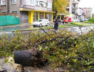 Изсъхнало дърво за малко не отне човешки живот в София