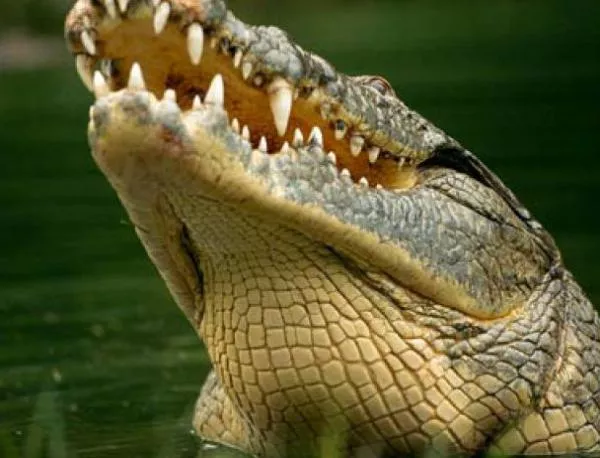 Защо крокодилите така жално плачат