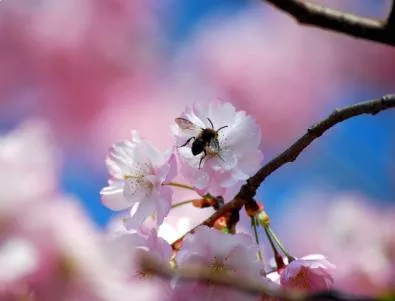 Кабинетът спасява пчелите: Ограничава ползването на хербициди