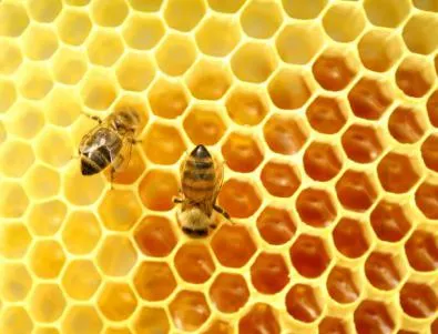 Пчеларите излизат на протест