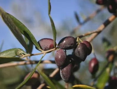 Гърция налива 10 млн. евро за добив на маслини по островите  