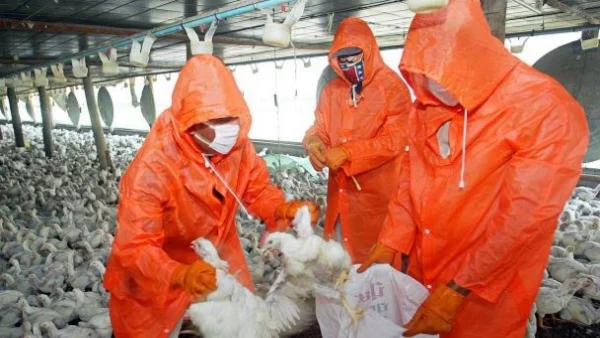 Новият щам на птичия грип се разпространява в Китай 
