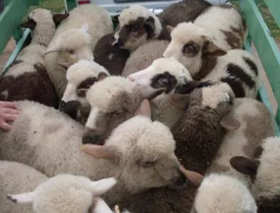 Овцевъди: Търговците се подиграват с нас 