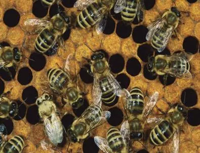 Зловещото измиране на пчели в цял свят продължава