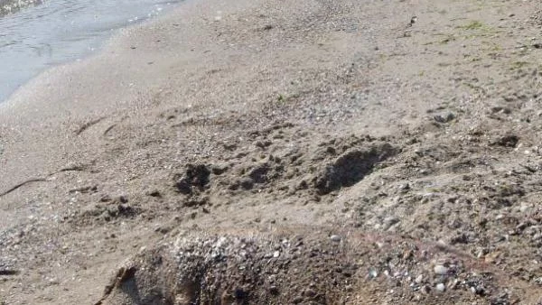 Морето изхвърли два мъртви делфина
