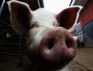 Създадоха ГМО прасе, устойчиво на болести