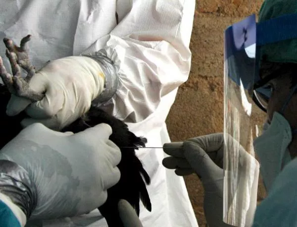 В Китай разследват предаването от човек на човек на новия птичи грип