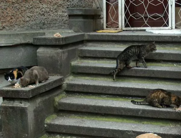 Милостиви отнесоха глоба за хранене на бездомни котки