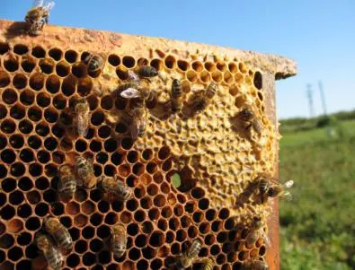 Райков обеща, че ще гласуваме против пестицидите, вредящи на пчелите
