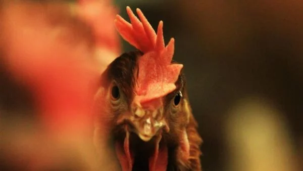 Птичи грип е открит в германски пуйки
