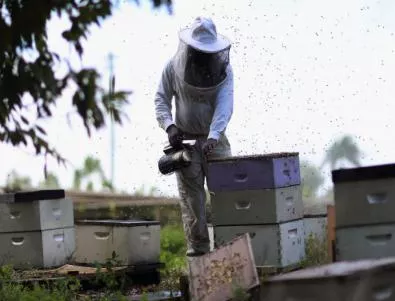Кой е българският представител и защо не гласува против пестицидите, убиващи пчелите?
