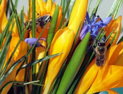 Можем да помогнем лично за спасението на пчелите