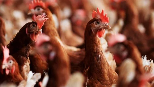 СЗО: Новият щам на птичия грип е един от най-смъртоносните грипни вируси