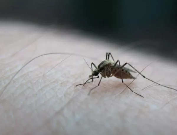УНИЦЕФ: Комарниците са най-добрата защита от малария