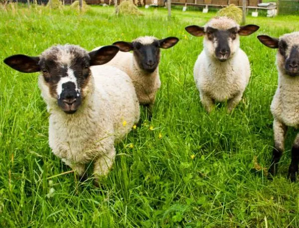 Създадоха ГМО фосфоресциращи овце