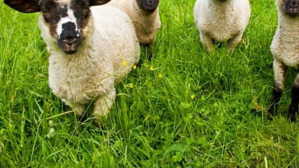 Създадоха ГМО фосфоресциращи овце