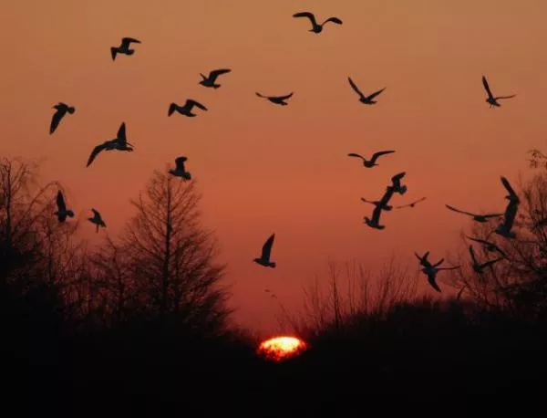 Световен ден на прелетните птици