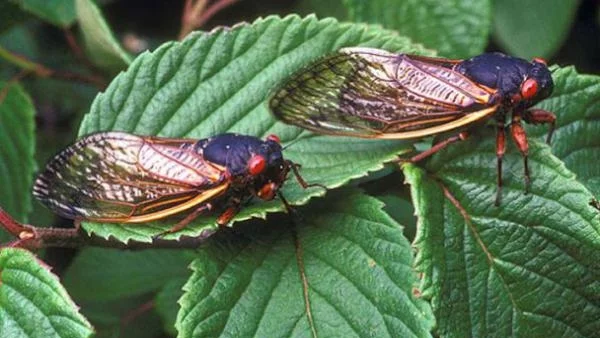 САЩ се готвят за нашествие на цикади  