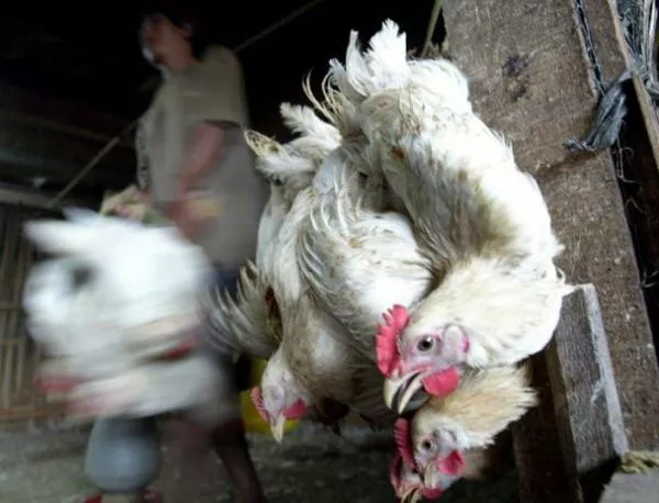 Епидемията от птичи грип струва на Китай 65 млрд. долара 