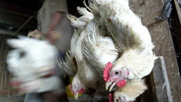Епидемията от птичи грип струва на Китай 65 млрд. долара 