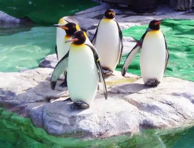Откриха защо пингвините не могат да летят