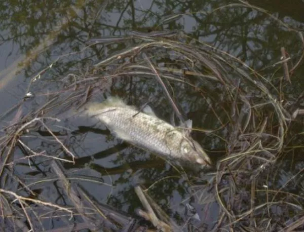 Тонове мъртва риба е открита на брега на язовир "Студен кладенец"